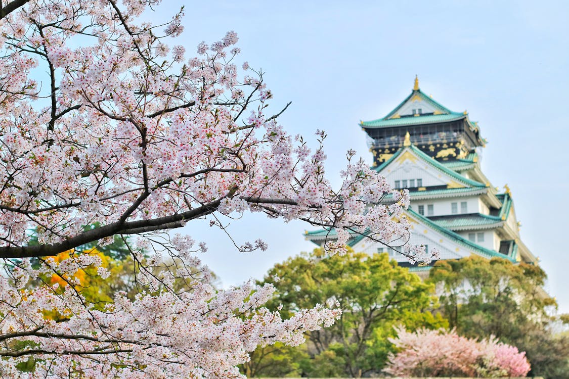 享誉全球的日本蒲公英养老院
